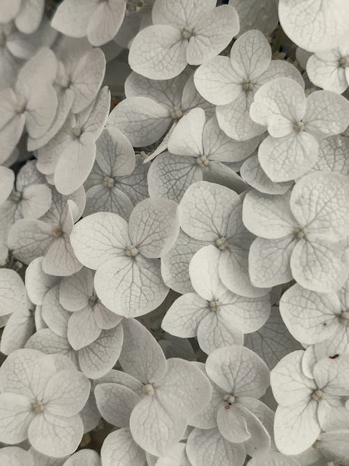 Beyaz çiçekler, çiçeklenmek, dikey atış içeren Ücretsiz stok fotoğraf