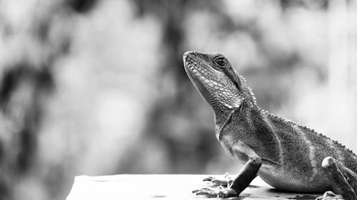 Grayscale Photography of Water Dragon 