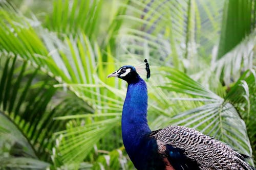 Gratis Fotos de stock gratuitas de animal, aviar, azul Foto de stock