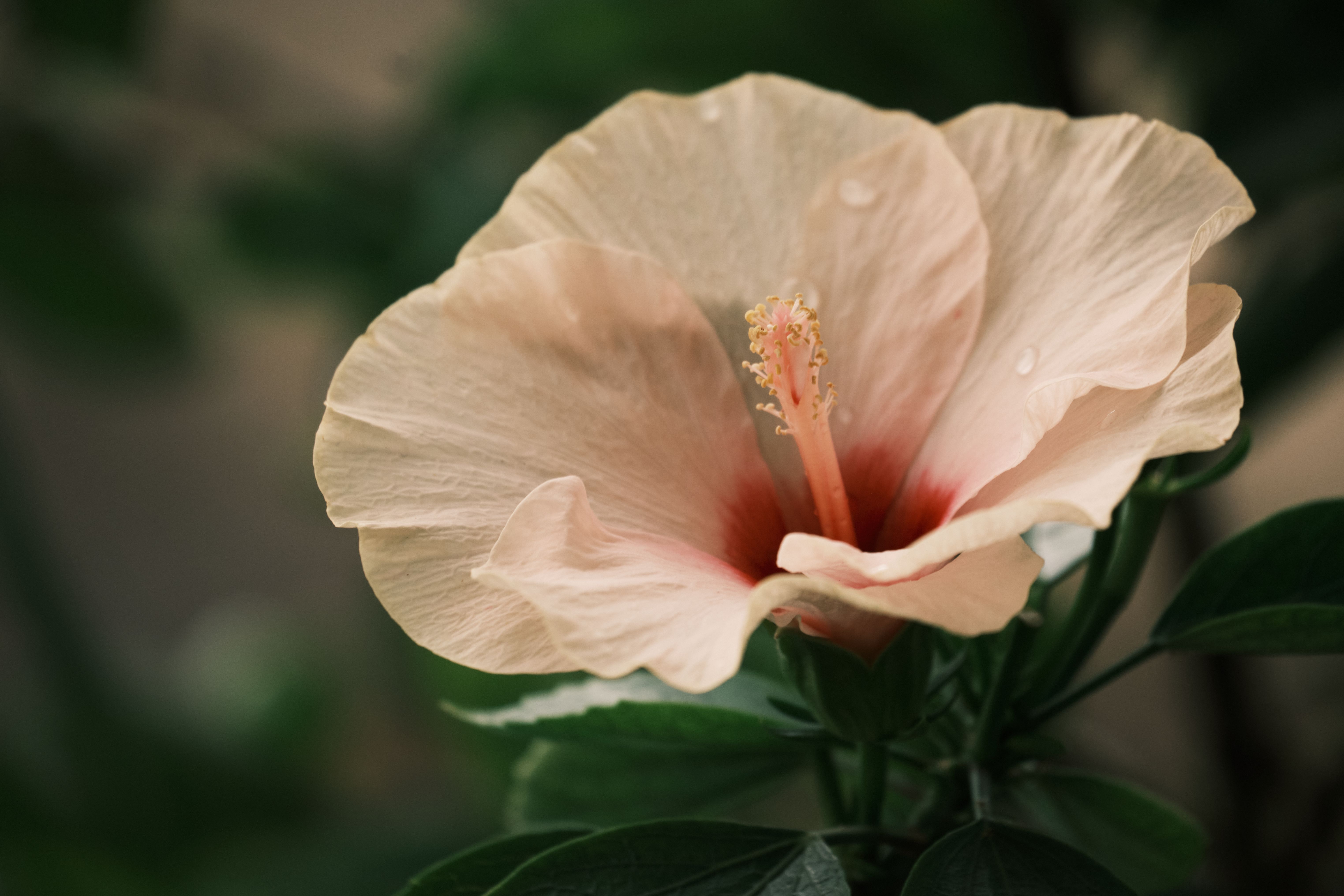 A close-up of a pink hibiscus flower with dewdrops in natural light, showcasing its delicate petals.