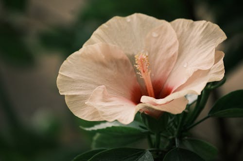 Free Close Up Photo of a Flower Stock Photo