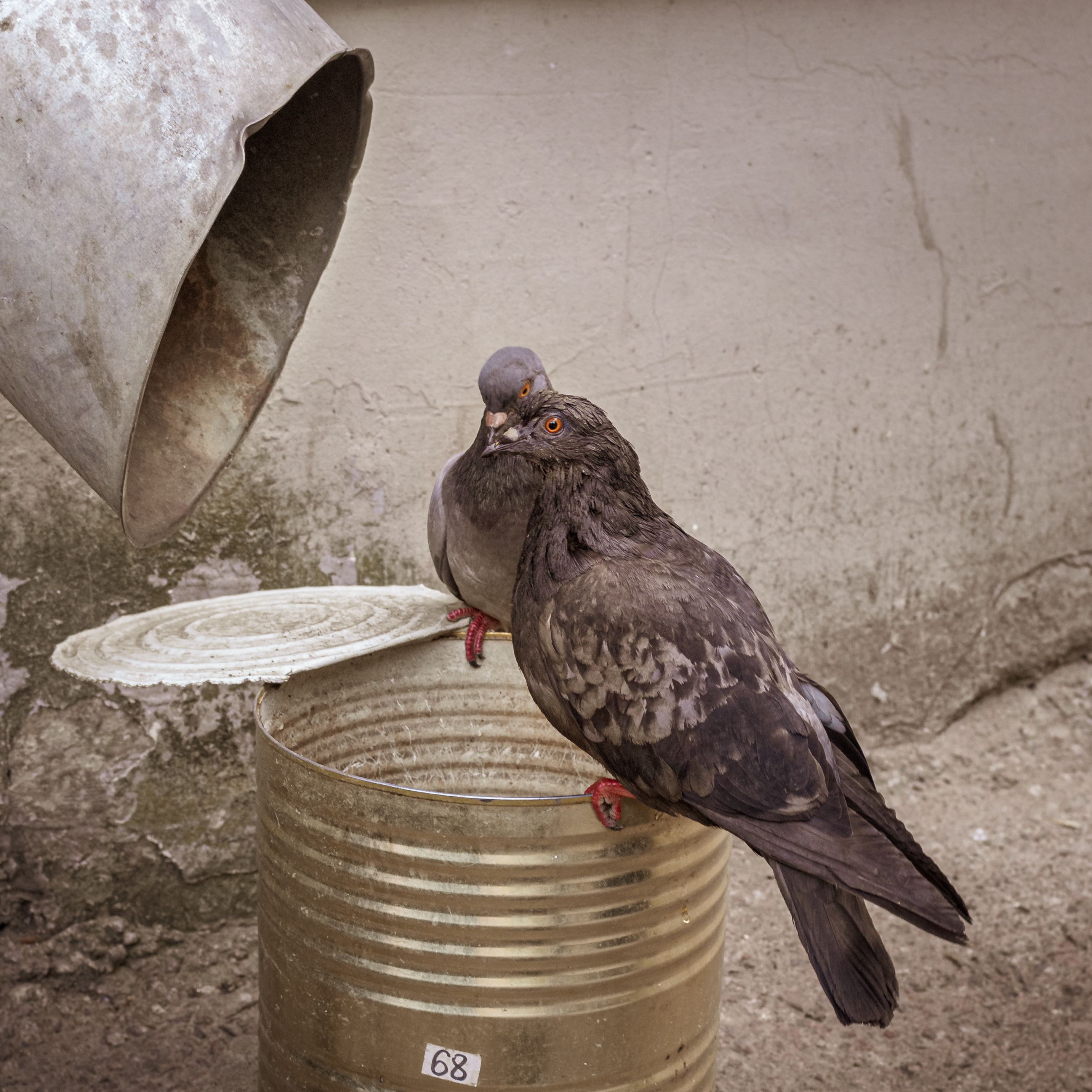 Pigeons on a Can