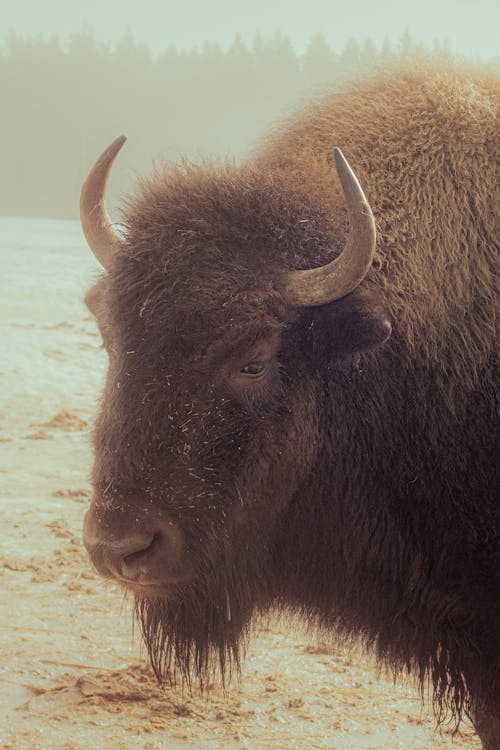Photos gratuites de animal, bison, cheveu