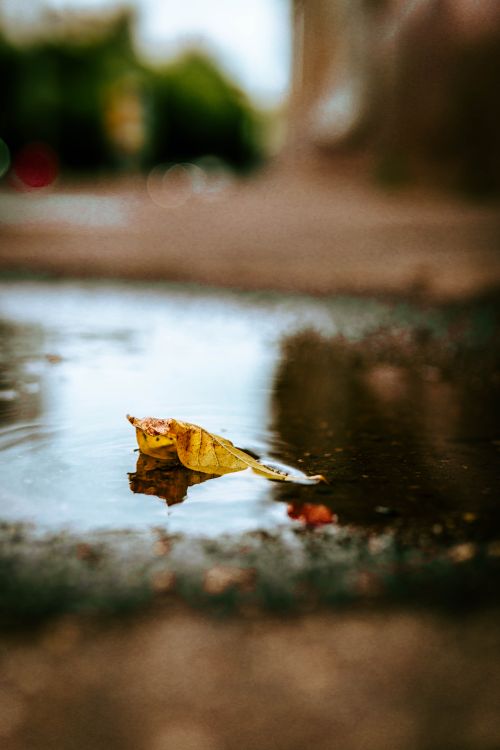 Free A fallen leaf reflects in a puddle on a wet ground, capturing an autumn mood. Stock Photo
