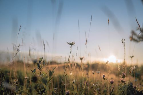 Free Capture the tranquility of a beautiful flower field at sunrise with delicate blooms and soft light. Stock Photo