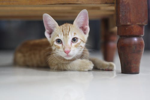 Free A Kitten on the Floor  Stock Photo