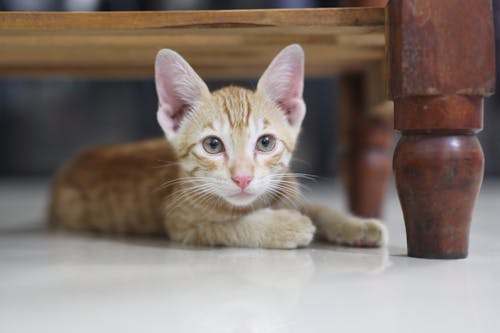 Free Close-Up Shot of a Kitten Stock Photo