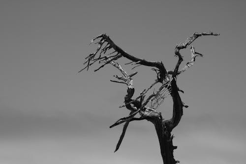 arka fon, çıplak ağaca, dallar içeren Ücretsiz stok fotoğraf