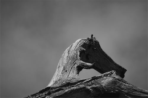 관념적인, 그레이스케일, 나무의 무료 스톡 사진