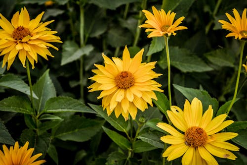 Perennial Sunflowers in Bloom