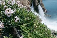 Green Plant With White Flowers