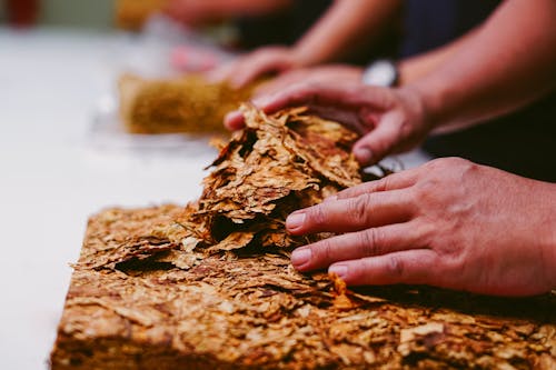 Close-Up Shot of a Person Holding Tobacco Leaves