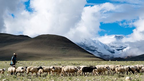 Free Flock of Sheep in Grassland Stock Photo
