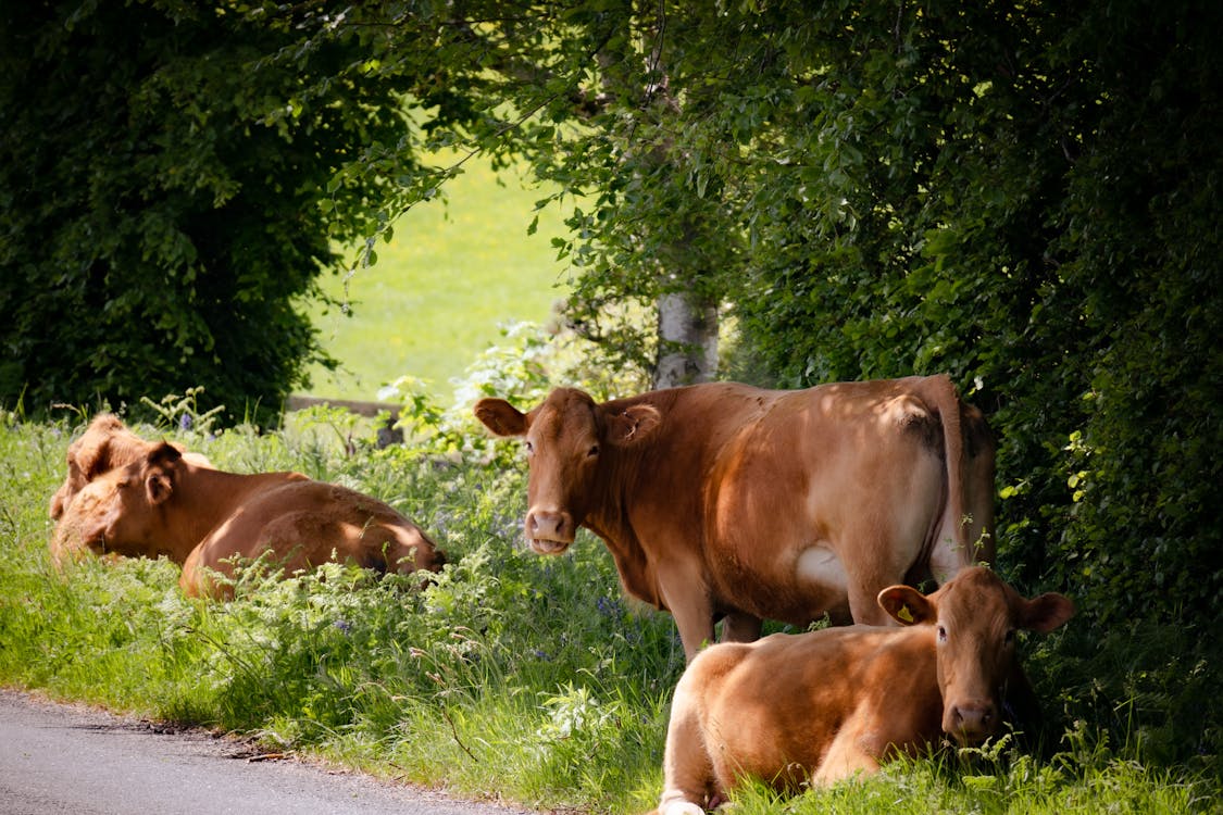Brown Cows Resting on Green Grass 