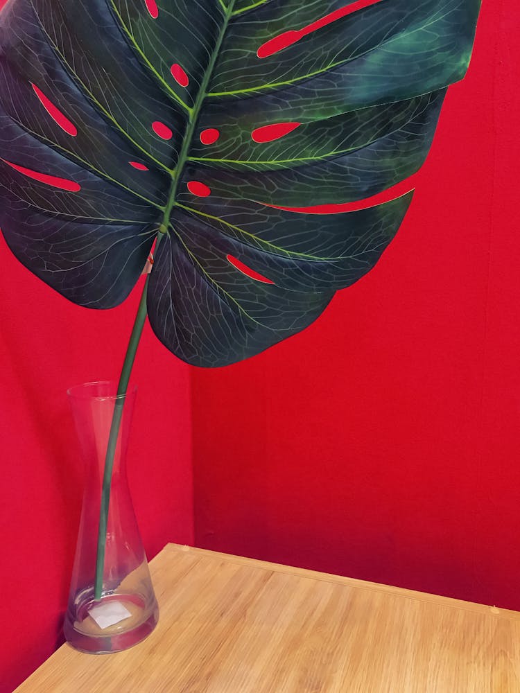 Big Monstera Leaf In A Glass Vase