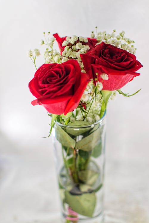 Free Roses in a Flower Vase Stock Photo