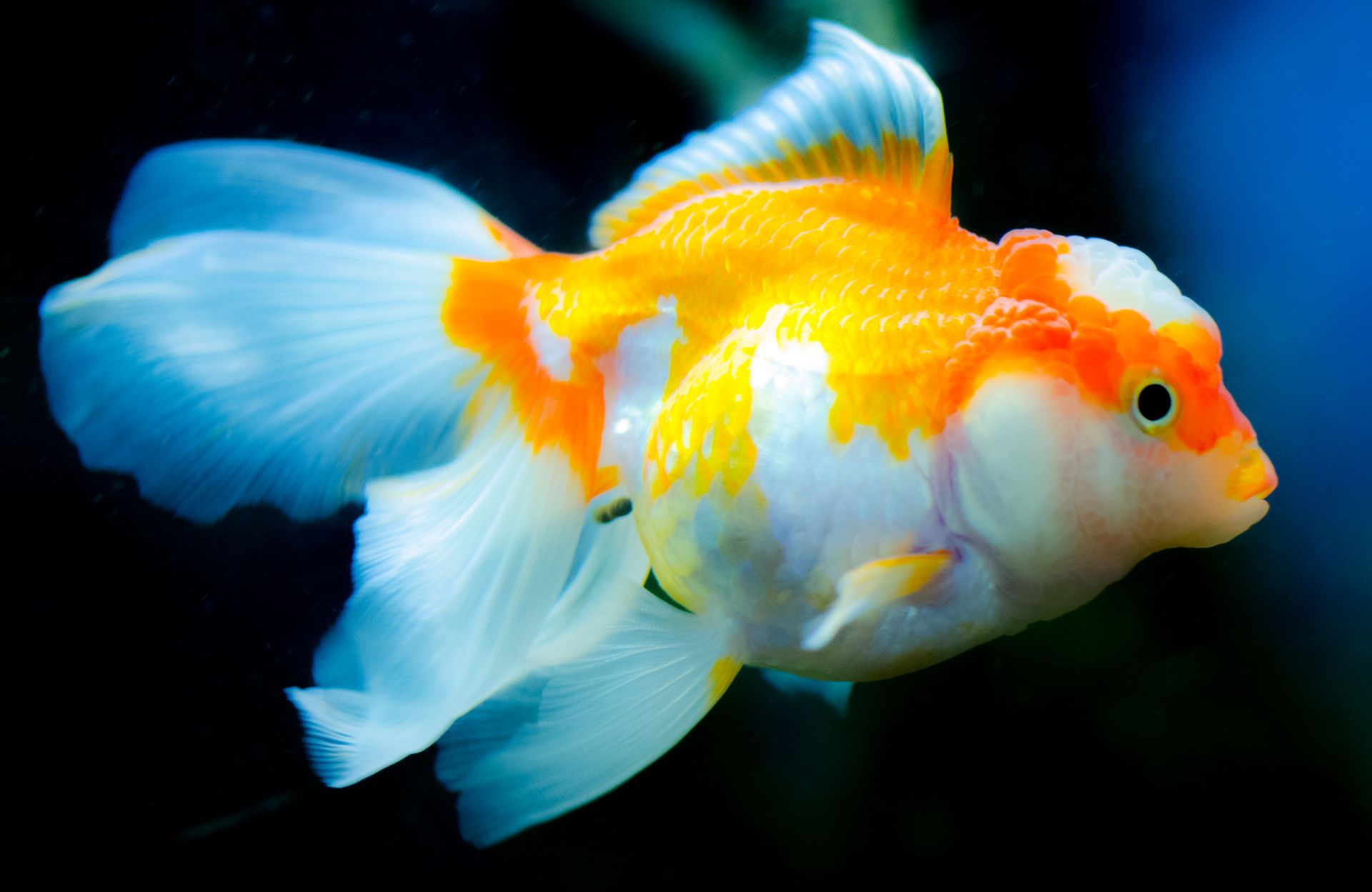 Close-up of a vibrant goldfish swimming gracefully in an aquarium, displaying vivid colors and flowing fins.