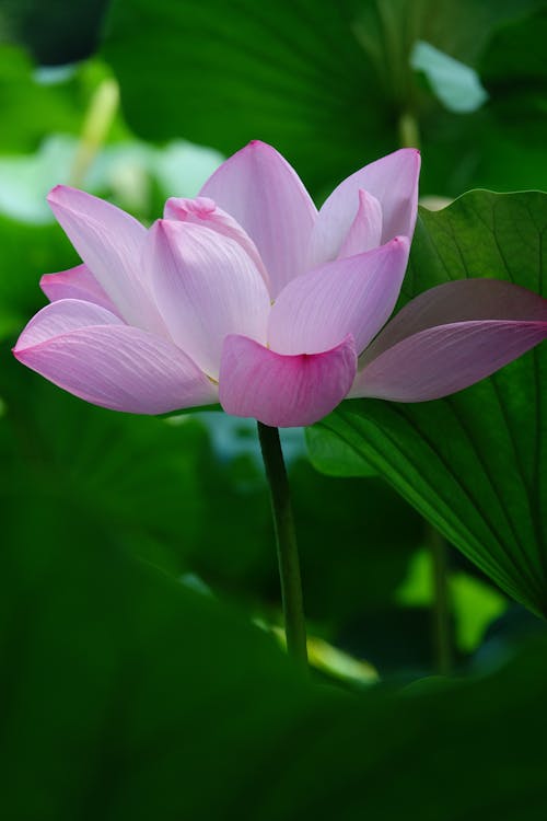 Blooming Pink Lotus Flower
