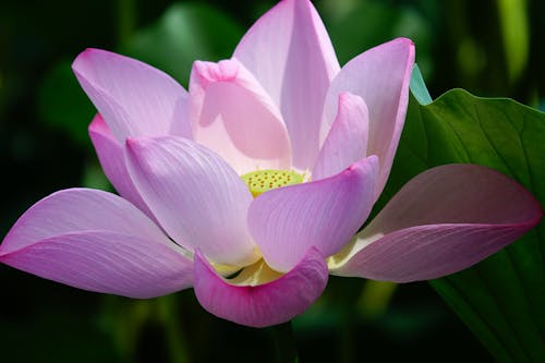 Fotos de stock gratuitas de de cerca, flor de loto, flor rosa