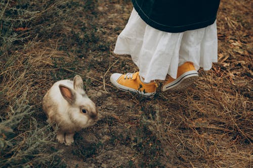 Bezpłatne Darmowe zdjęcie z galerii z biała spódnica, binny, królik Zdjęcie z galerii