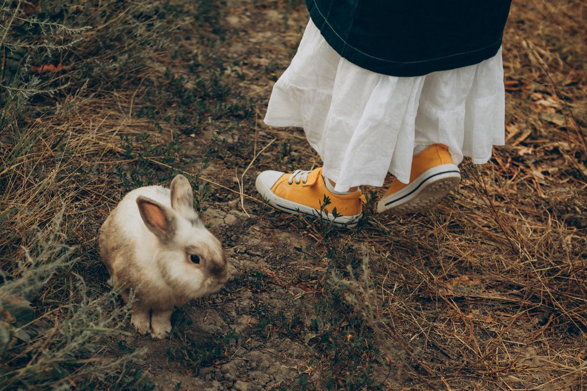 Lapin qui tape du pied : pourquoi ? - Quelles sont les raisons qui poussent mon lapin à taper du pied ?