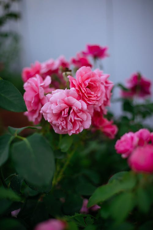 Photo of a Pink Blooming Flowers