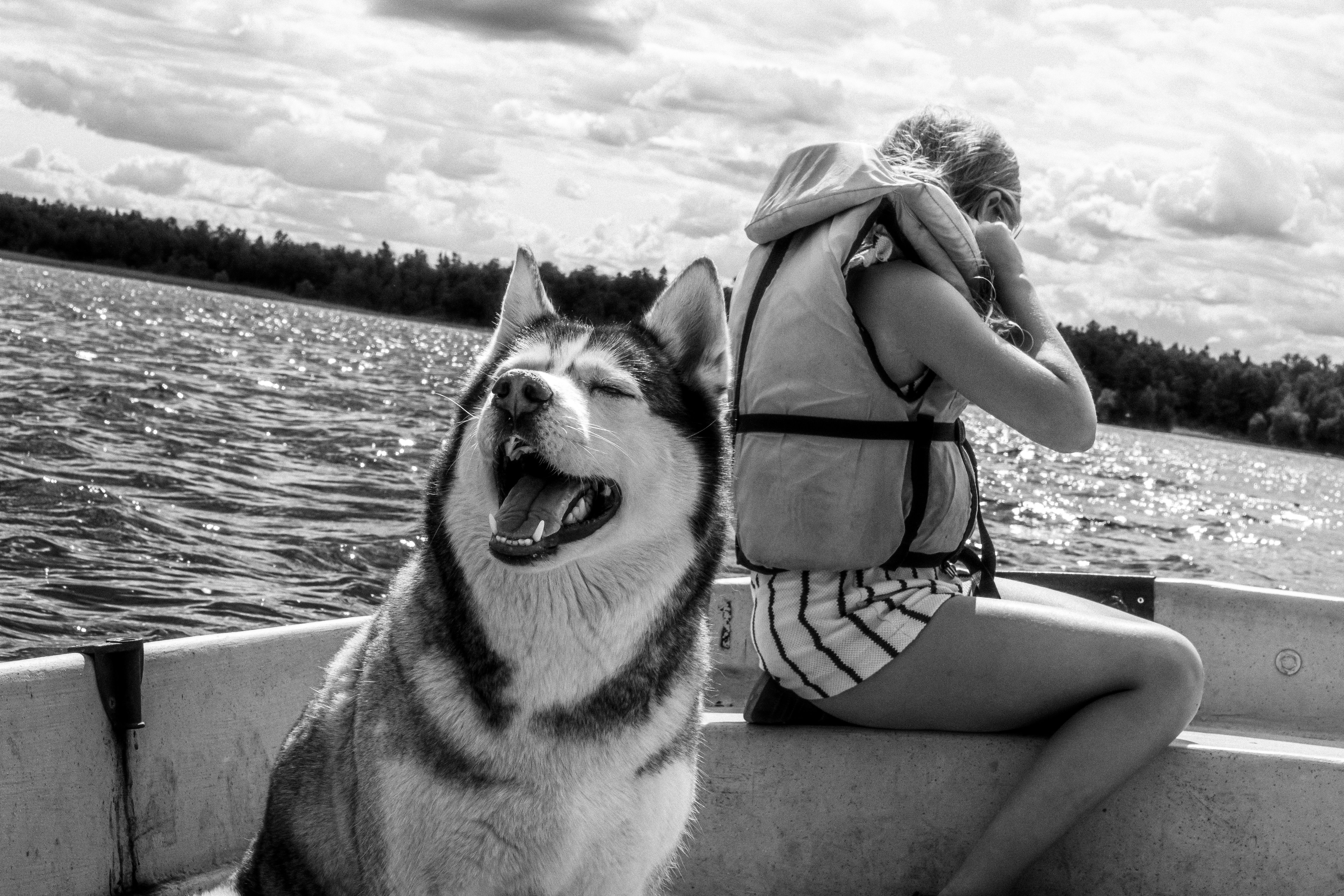 dog on a pontoon boat