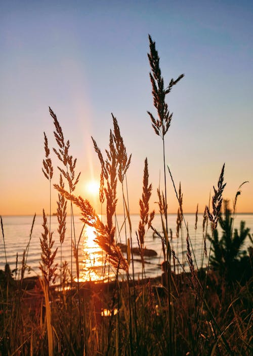 Grass Plants Near the Beach