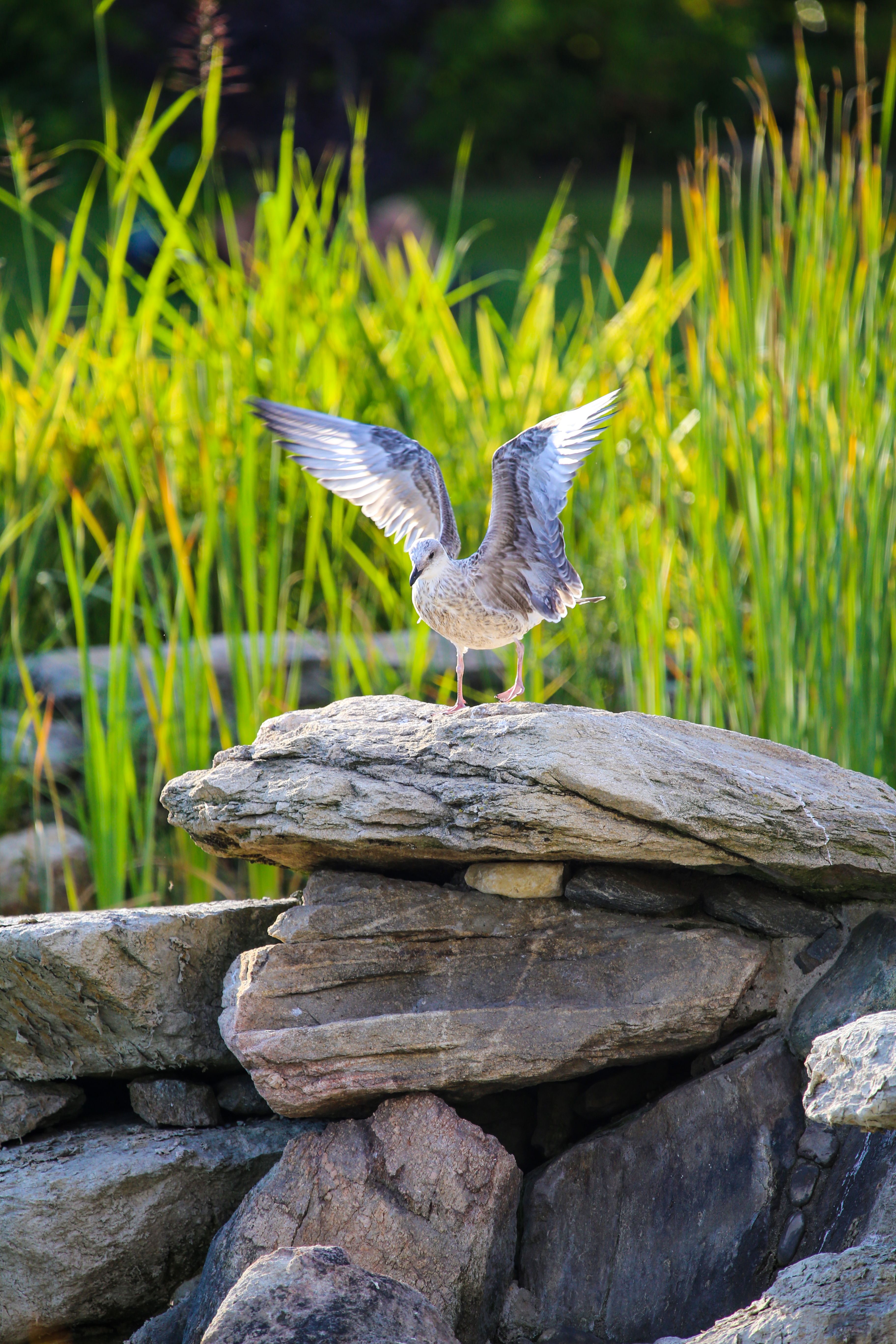 Bird on a Rock · Free Stock Photo