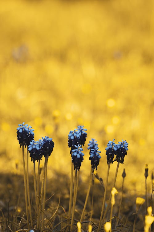 Hyacinth Flowers in Close-Up Photography