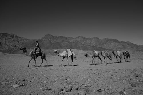 Grayscale Photo of Camels