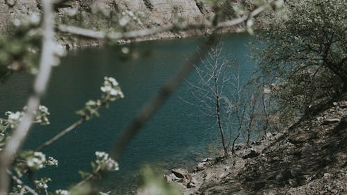 grátis Foto profissional grátis de árvores, beira do lago, foco seletivo Foto profissional