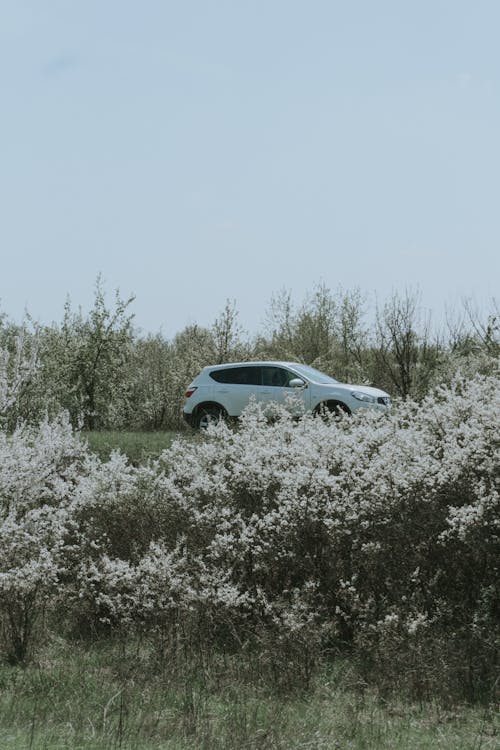 A White Sports Utility Vehicle on Grass