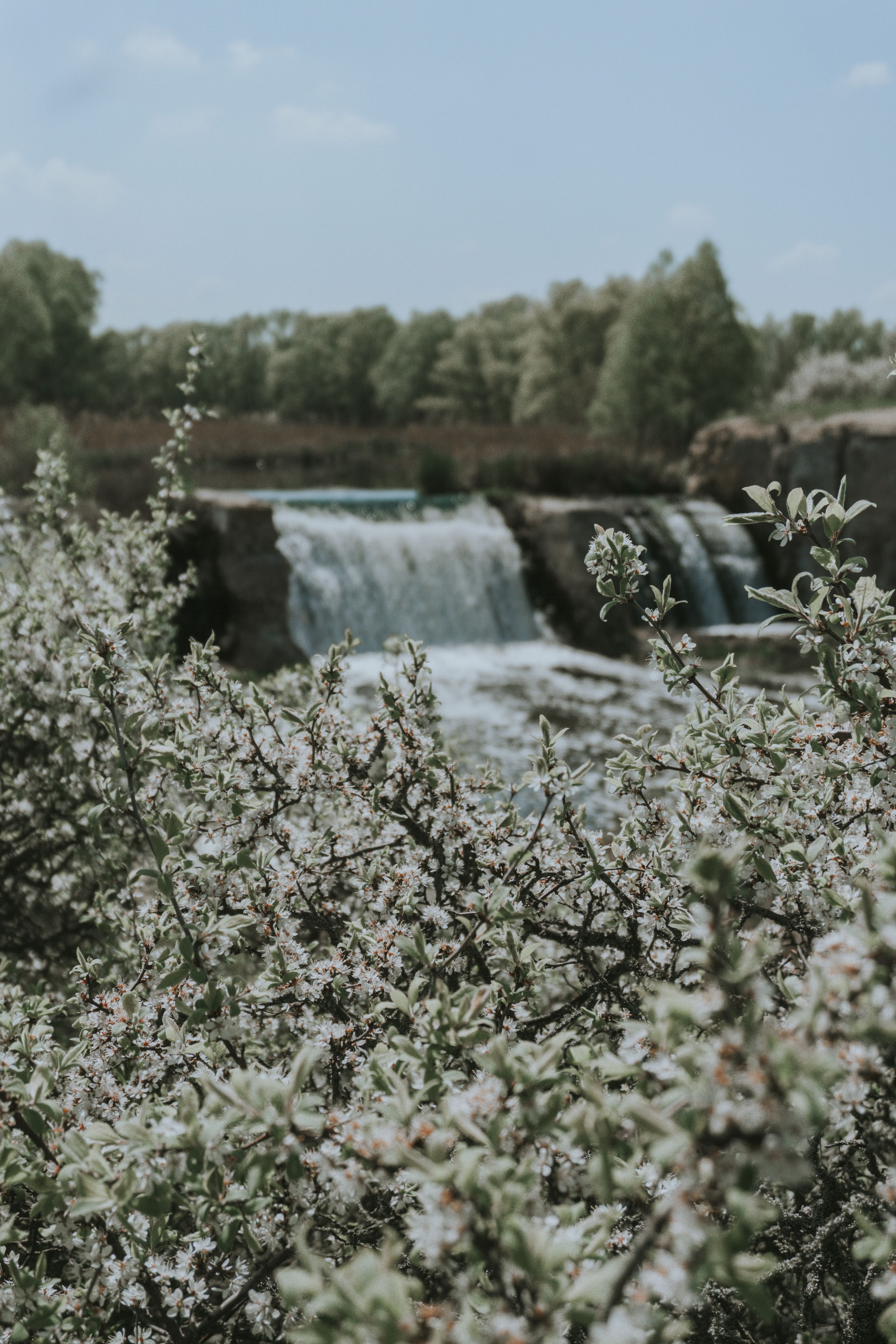 Photograph of White Flowers in Bloom · Free Stock Photo