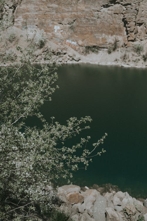 Plant Leaves Near a River