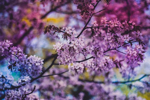 無料 昼間の紫色の花びらの花の写真を閉じる 写真素材