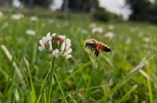 Gratis arkivbilde med bie, blomst, fly