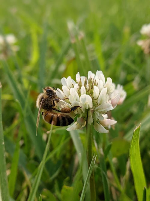 Free stock photo of bee, bug, clover