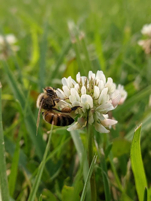 Gratis arkivbilde med bie, blomst, insekt