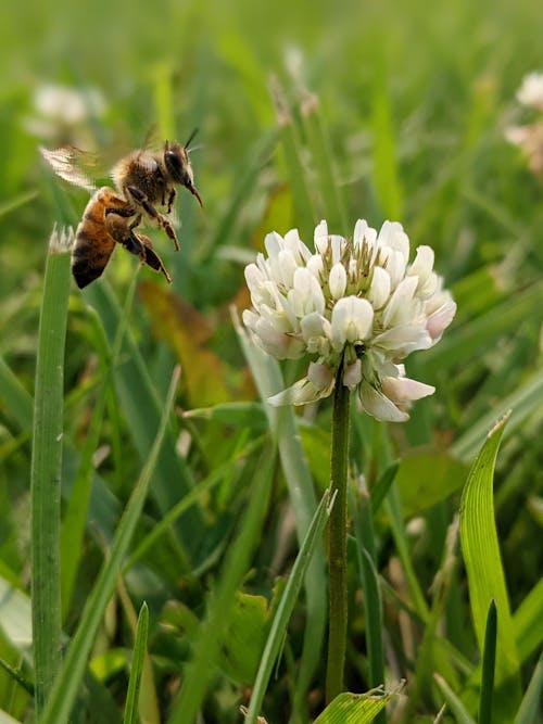 Free stock photo of bee, bug, clover