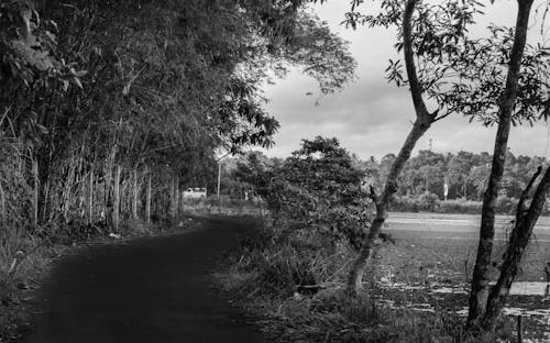 小径, 白黒, 道路の無料の写真素材