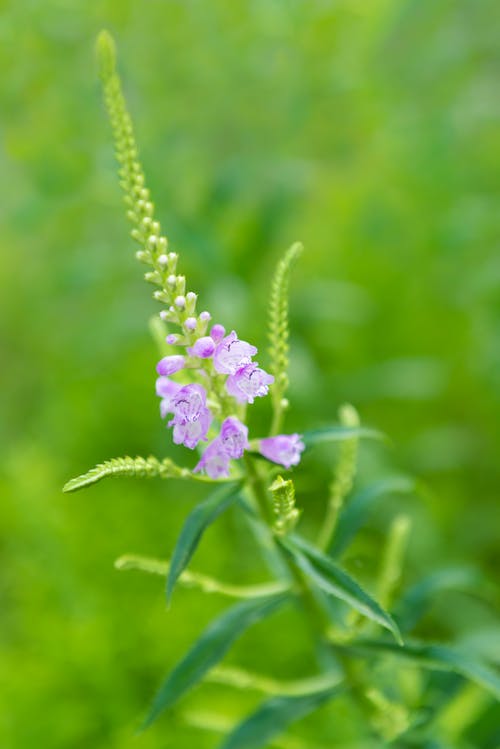 Gratis stockfoto met paarse bloem