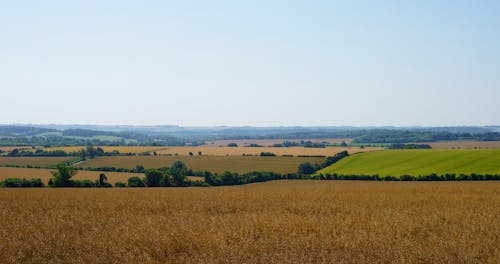 Photograph of Fields with Crop