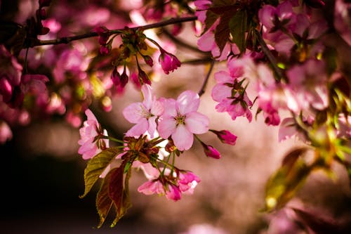 Ingyenes stockfotó gyönyörű virágok, növényvilág, rózsaszín témában