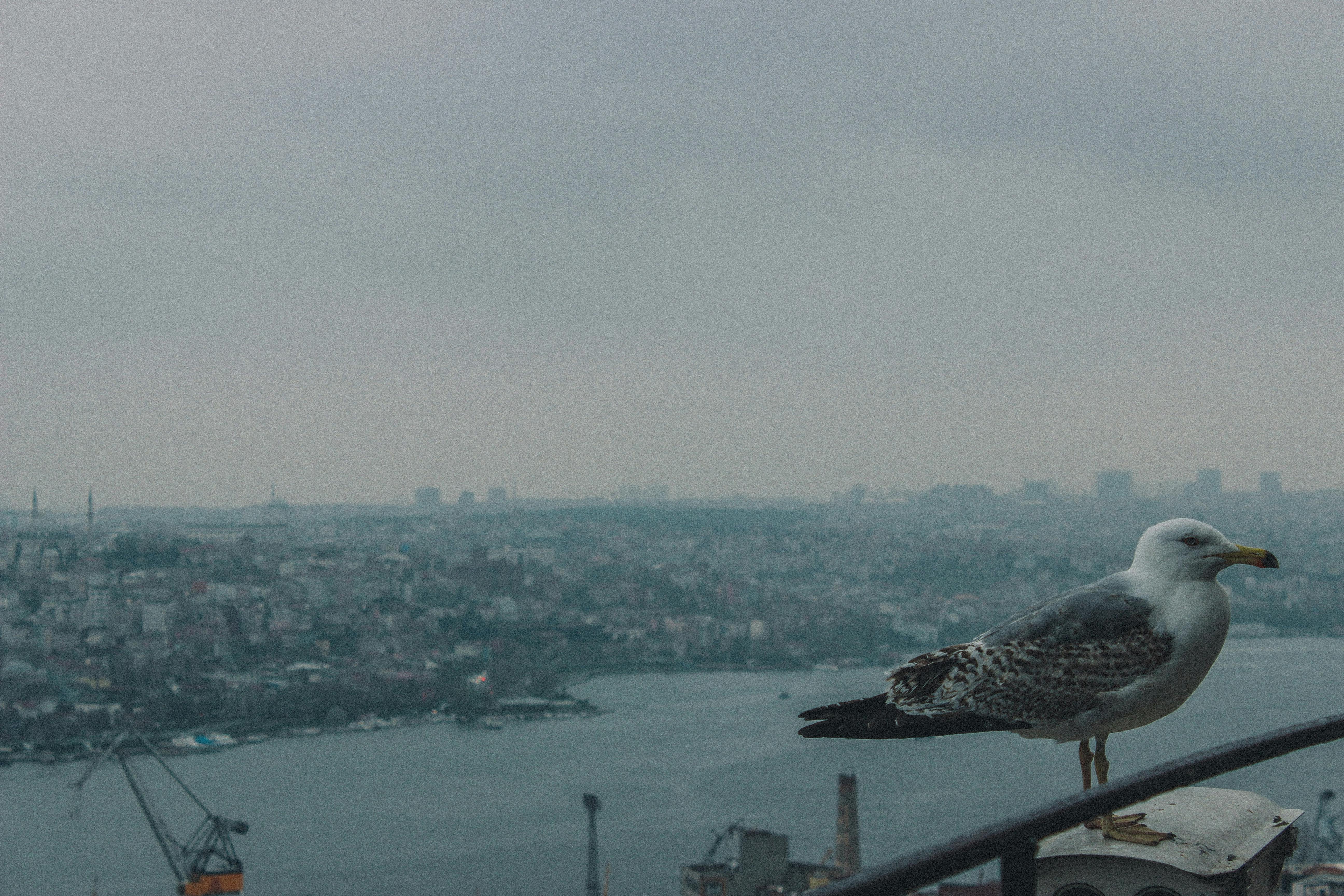 Keywords:
Apple TV 4K with remote - Apple TV 4K 1st Gen 32GB (A1842) + Siri Remote – Gadget Geek