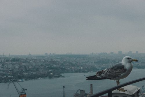 Free Herring gull perched with a cityscape and waterway in the background on a cloudy day. Stock Photo
