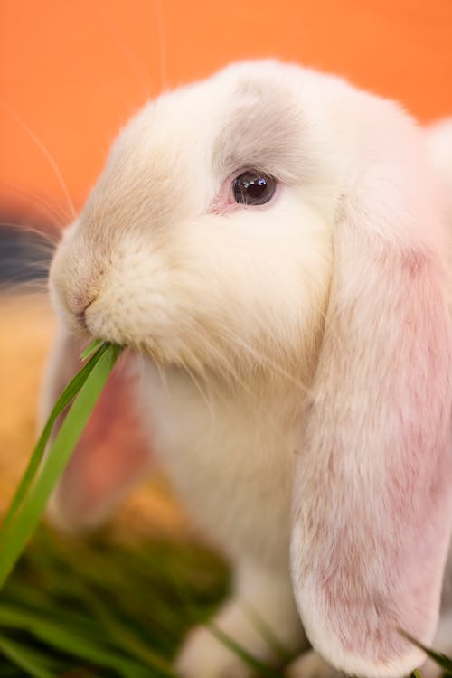 Free White Rabbit Eating Green Grass Stock Photo