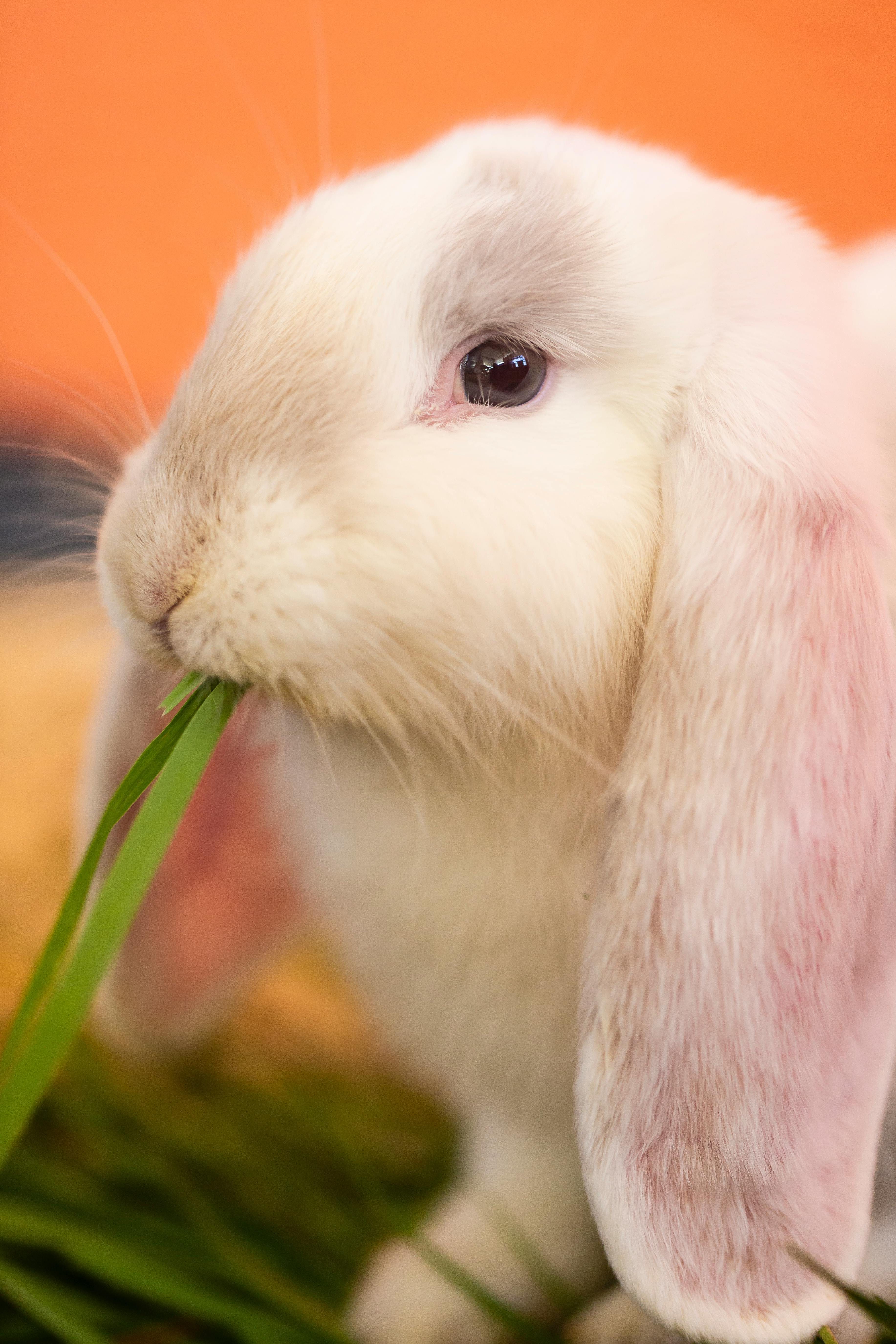 White Rabbit Eating Green Grass · Free Stock Photo