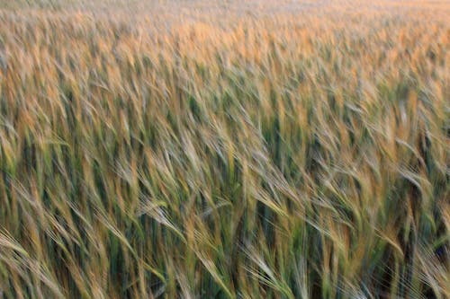 Blurry Photo of Wheat Field