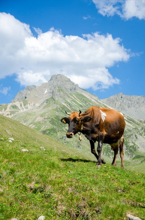 Darmowe zdjęcie z galerii z góra, krajobraz, krowa